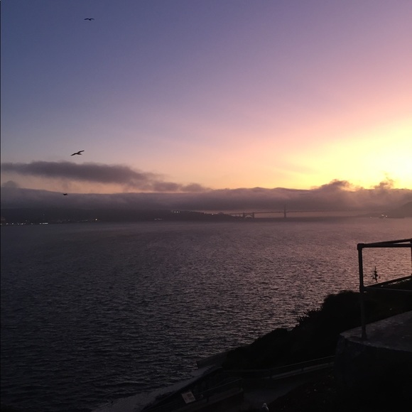 Meet your Posher, Presley - Picture 1 of 1